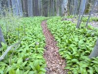 008 BALSTHAL - ROGGENFLUEH-FELSENWÄGLI-BÄRLAUCHWÄGLI KLUS